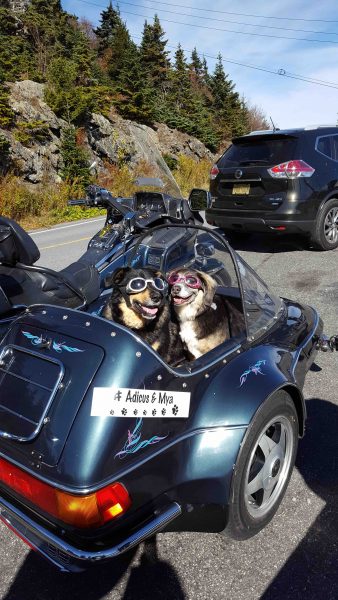 sidecar for dog motorcycles